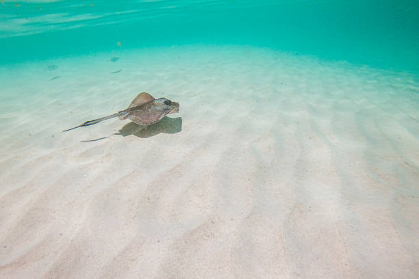 原地跳高實戰(zhàn)應(yīng)用:如何在比賽中發(fā)揮優(yōu)勢